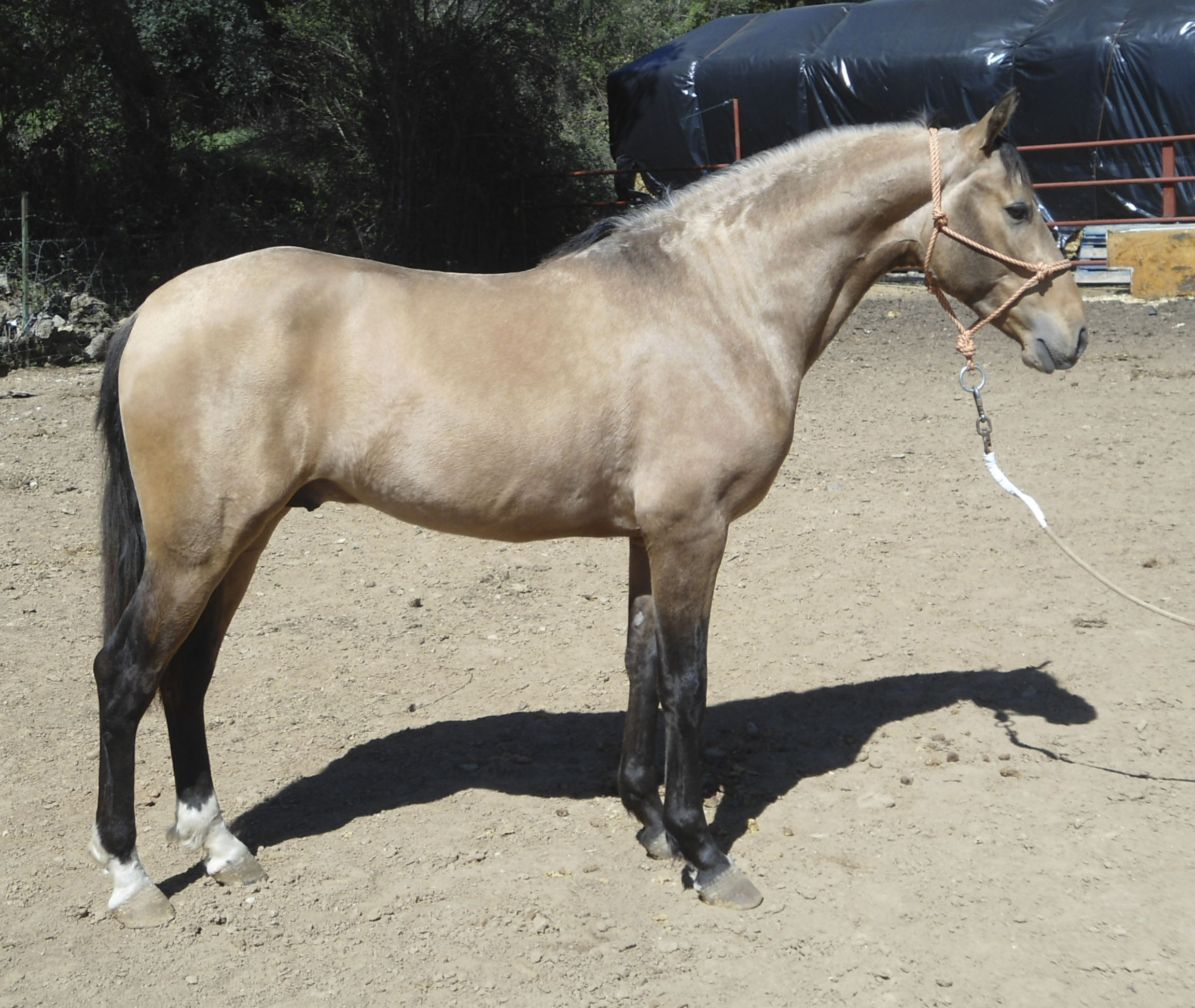 Caballo en Venta